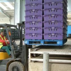 Pallet Conveyor