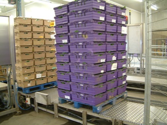 vegtable pallet conveyor